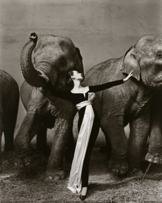 Dovima by Richard Avedon, 1955