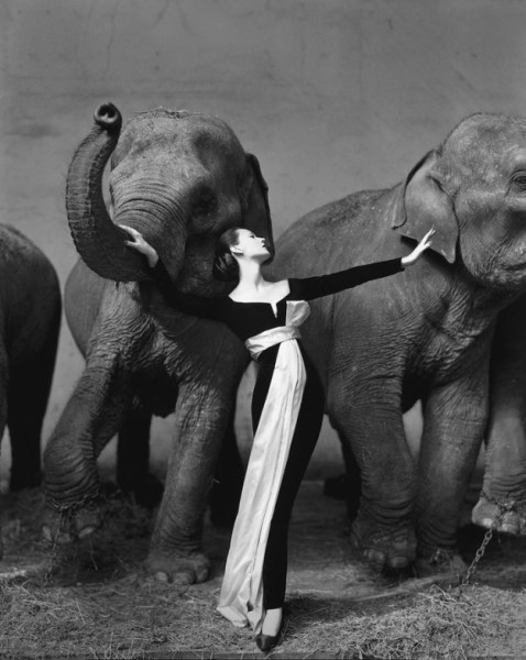Dovima with Elephants, Dior evening dress, Paris, August 1955
